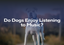 Do Dogs Enjoy Listening to Music?