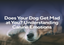 Does Your Dog Get Mad at You? Understanding Canine Emotions