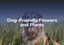 Dog-Friendly Flowers and Plants