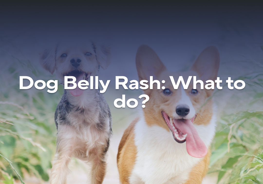 Dog Belly Rash: What to Do? – Impact Dog Crates