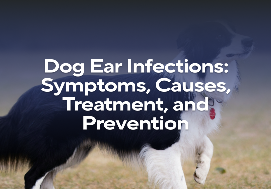 Dog Ear Infections: Symptoms, Causes, Treatment, and Prevention ...
