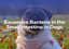Excessive Bacteria in the Small Intestine in Dogs