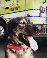 Working Dog Wednesday- Chief the Fire House Mascot and SAR Dog!