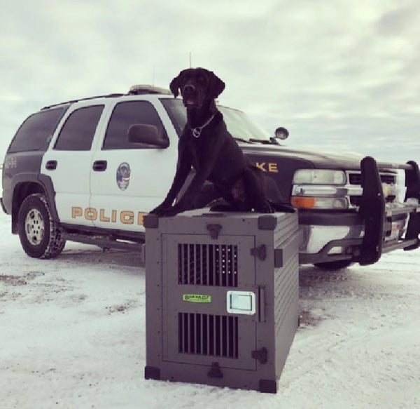 Working Dog Wednesday- Shade, the Explosives Detection Dog!