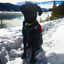 Working Dog Wednesday- Keena the Avalanche SAR Dog!