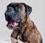 Working Dog Wednesday- Jack Daniel the Boxer- Dog Actor and Agility Champ!