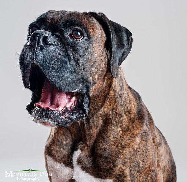Working Dog Wednesday- Jack Daniel the Boxer- Dog Actor and Agility Champ!