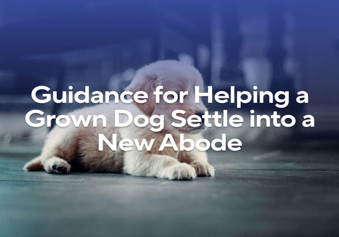 Settle Into Guidance for Helping a Grown Dog Settle Into a New Abode – Impact Dog ...