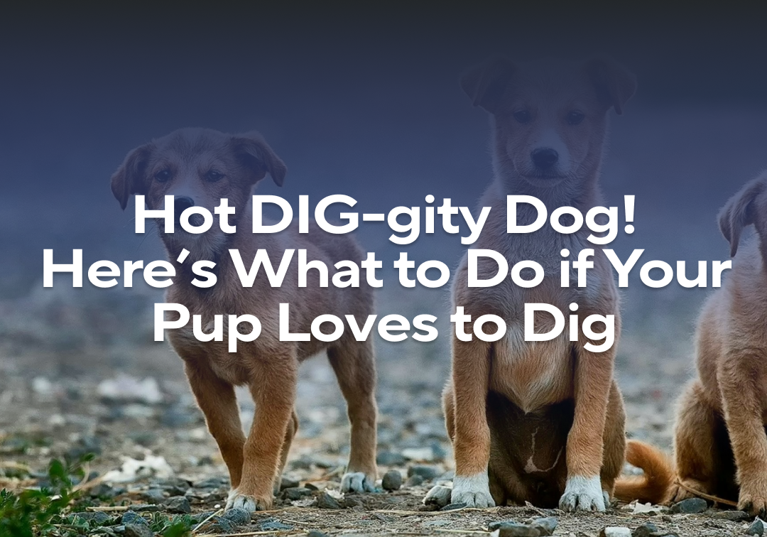 Hot DIG-gity Dog! Here’s What to Do If Your Pup Loves to Dig – Impact ...