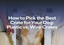 How to Pick the Best Crate for Your Dog: Plastic vs. Wire Crates