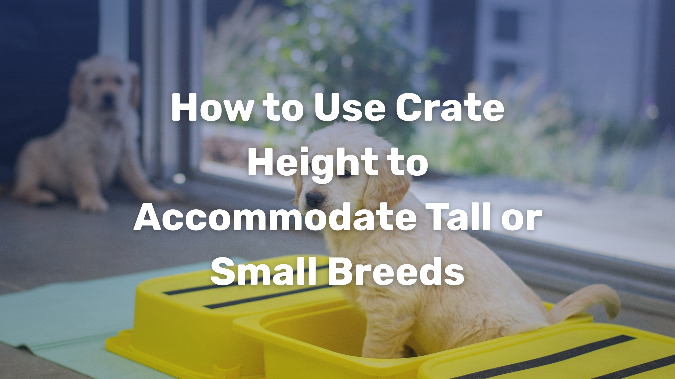 How to Use Crate Height to Accommodate Tall or Small Breeds – Impact ...