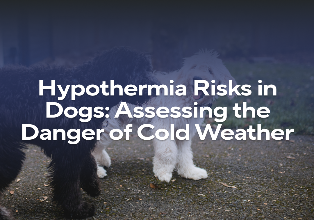 Hypothermia Risks in Dogs: Assessing the Danger of Cold Weather ... - Dogs And Cold Air Health Risks