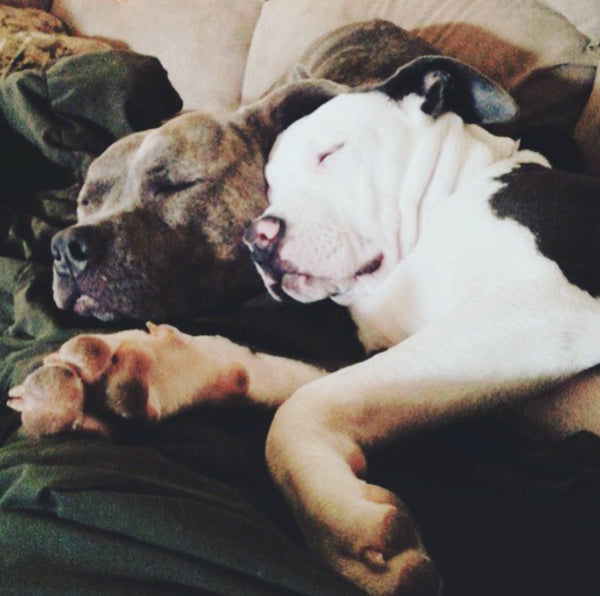Abandoned Pit Bull's Inspiring Rescue Story