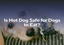 Is Hot Dog Safe for Dogs to Eat?