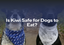 Is Kiwi Safe for Dogs to Eat?