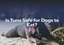 Is Tuna Safe for Dogs to Eat?