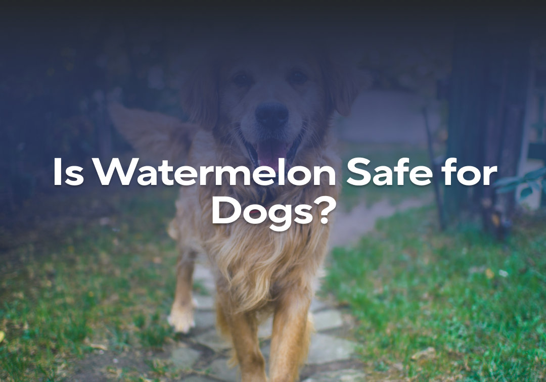 Is Watermelon Safe for Dogs? – Impact Dog Crates