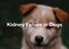 Kidney Failure in Dogs