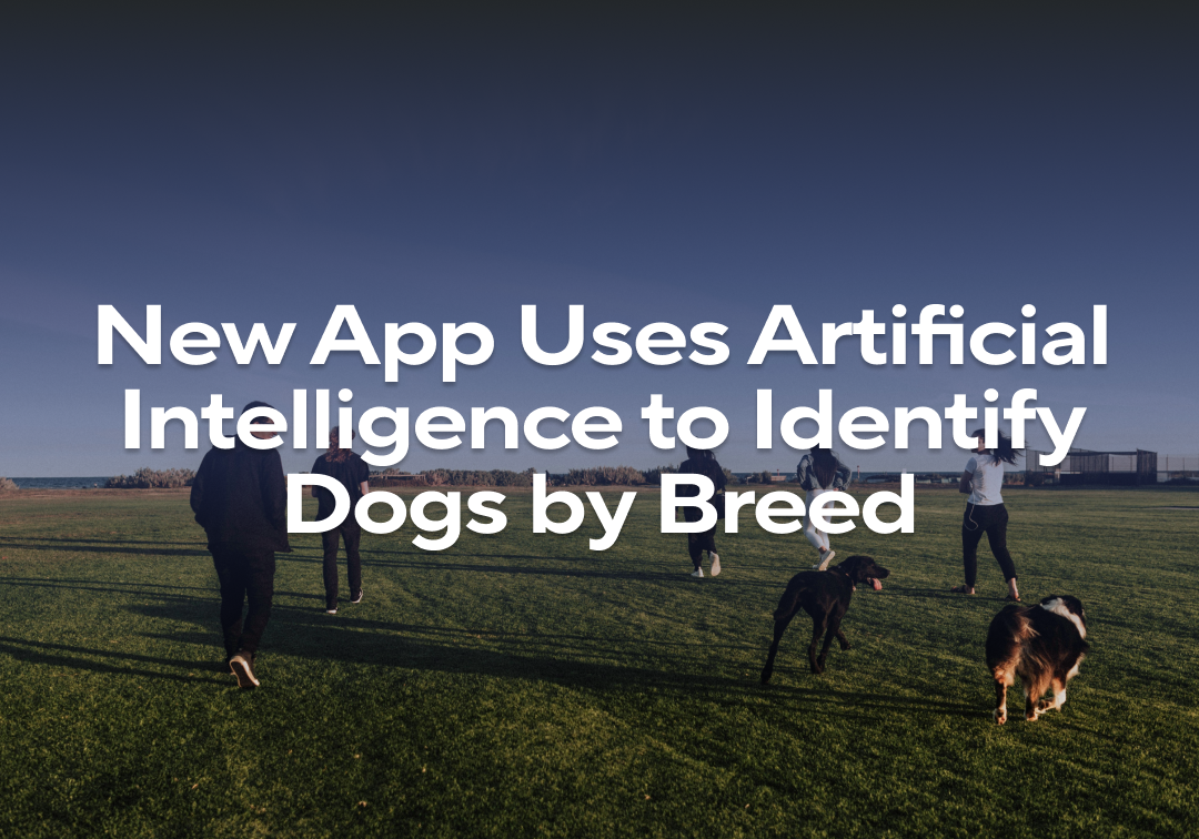 New App Uses Artificial Intelligence To Identify Dogs By Breed – Impact ...