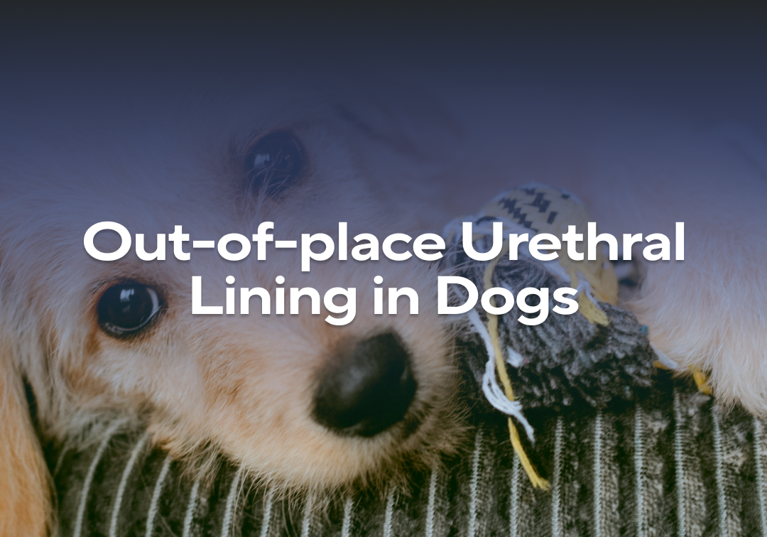 Dog Lining Out-of-place Urethral Lining in Dogs – Impact Dog Crates