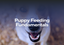 Puppy Feeding Fundamentals