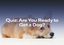 Quiz: Are You Ready To Get A Dog?