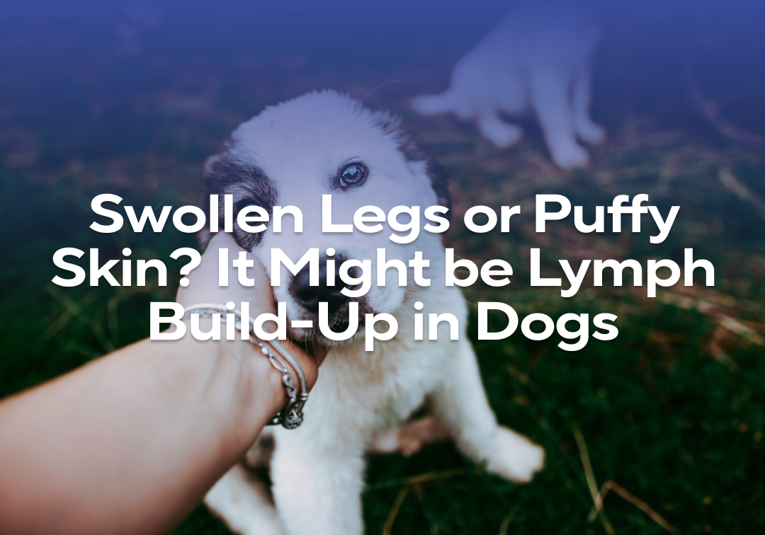 Swollen Legs or Puffy Skin? It Might Be Lymph Build-Up in Dogs – Impact ...