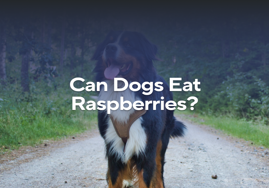 Can Dogs Eat Raspberries? – Impact Dog Crates