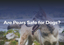 Are Pears Safe for Dogs?
