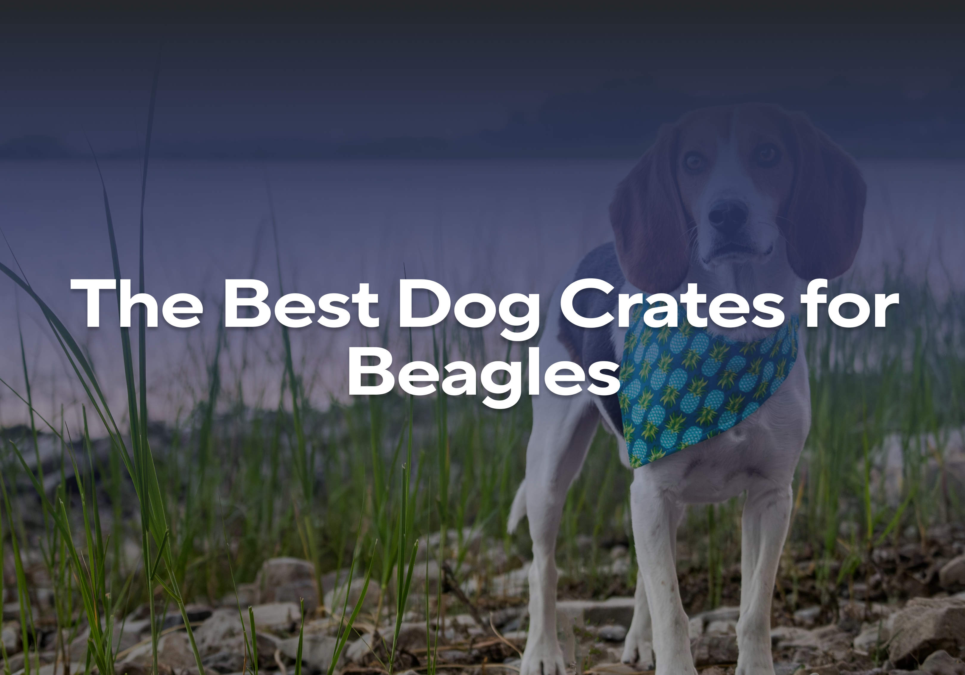 Image showcasing The Best Dog Crates for Beagles – Impact Dog Crates