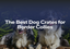 The Best Dog Crates for Border Collies