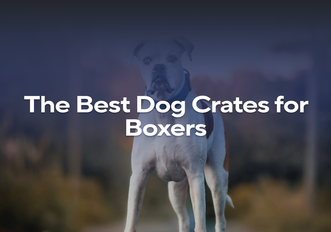 What Size Dog Crate for a Boxer: Expert Sizing Guide