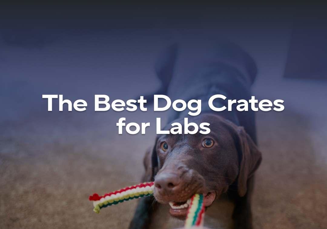 What Size Dog Crate for a Labrador: Ultimate Guide
