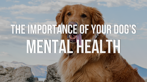 The Importance of Your Dog's Mental Health