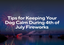 Tips for Keeping Your Dog Calm During 4th of July Fireworks