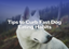 Tricks to Curb Fast Dog Eating Habits