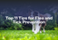 Top 11 Tips for Flea and Tick Prevention