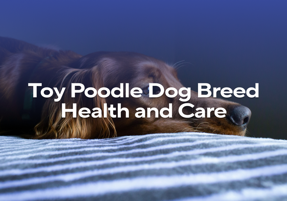 Image showcasing Toy Poodle Dog Breed Health and Care - Impact Dog Crates