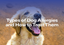Types of Dog Allergies and How to Treat Them