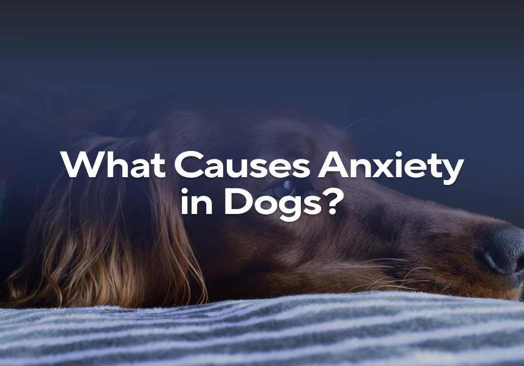 What Causes Anxiety In Dogs Impact Dog Crates what-causes-anxiety-in-dogs-impact-dog-crates