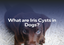 What Are Iris Cysts in Dogs?