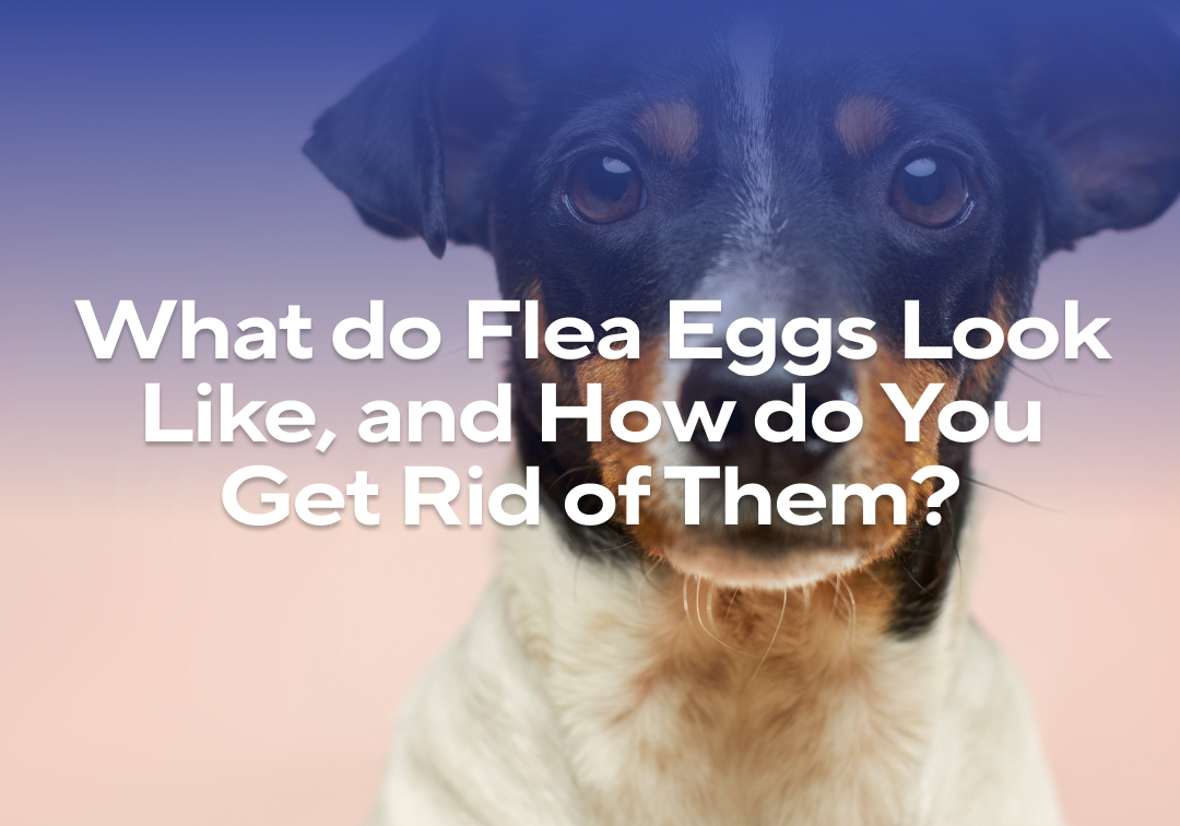 Curated visual reference: Fresh Look at What Do Flea Eggs Look Like And How Do You