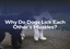 Why Do Dogs Lick Each Other's Muzzles?