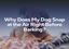 Why Does My Dog Snap at the Air Right Before Barking?