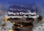 Why is Chocolate Dangerous for Dogs?