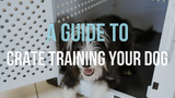 A Guide to Crate Training Your Dog