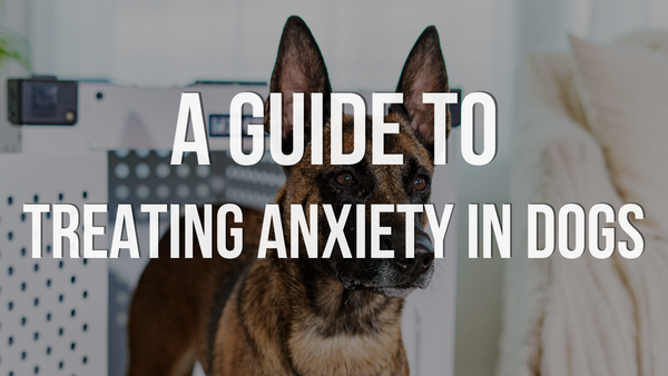A Guide to Treating Anxiety in Dogs