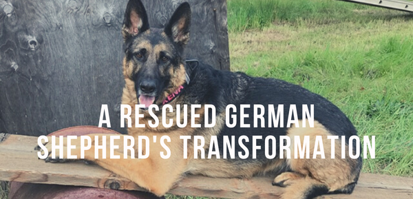 A Rescued German Shepherd's Transformation