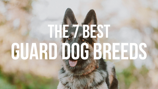 The 7 Best Guard Dog Breeds