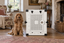 A Cocker Spaniel sitting upright beside Impact's white Collapsible Dog Crate in a living room.